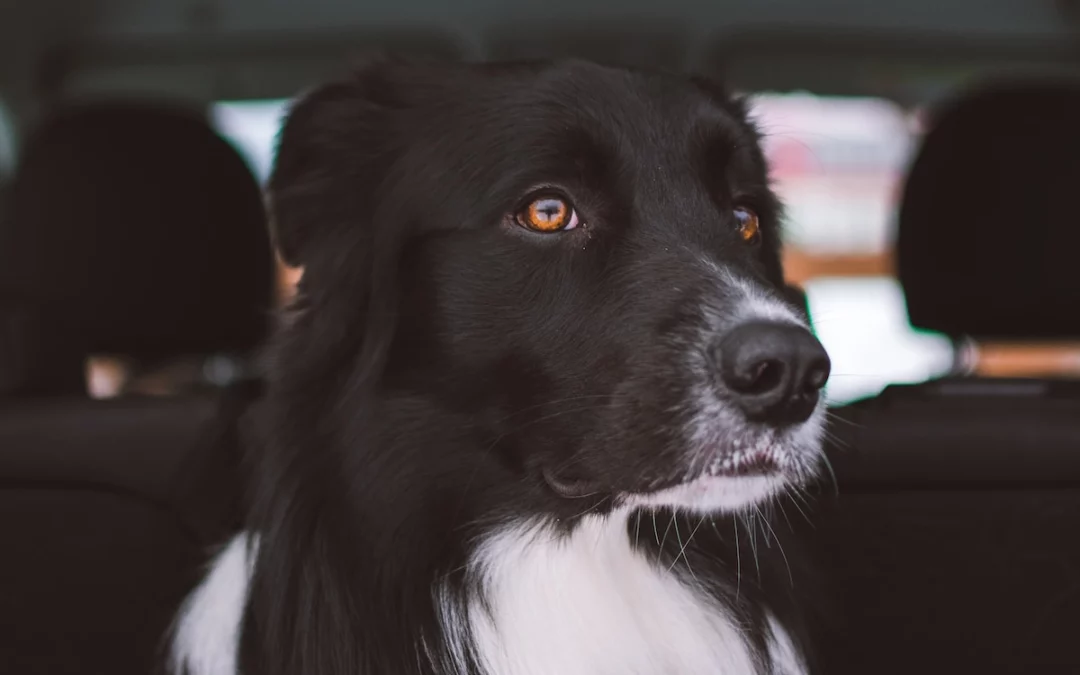 Visiting Specialists