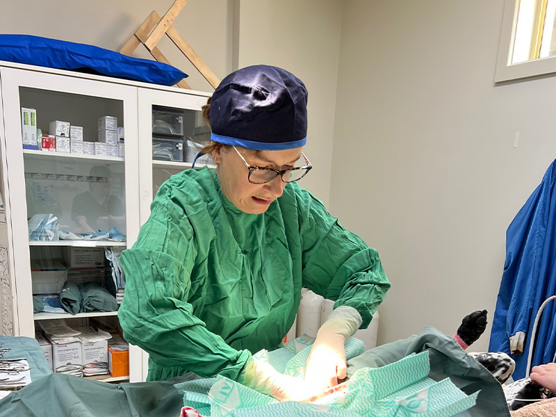 Bannockburn Veterinary Clinic - Dr Kylie Bond in Surgery 