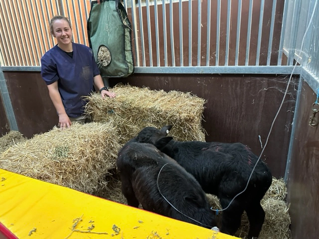 Bannockburn Veterinary Clinic - Dr Nikki with Buffalo Calves in our Large Animal Hospital