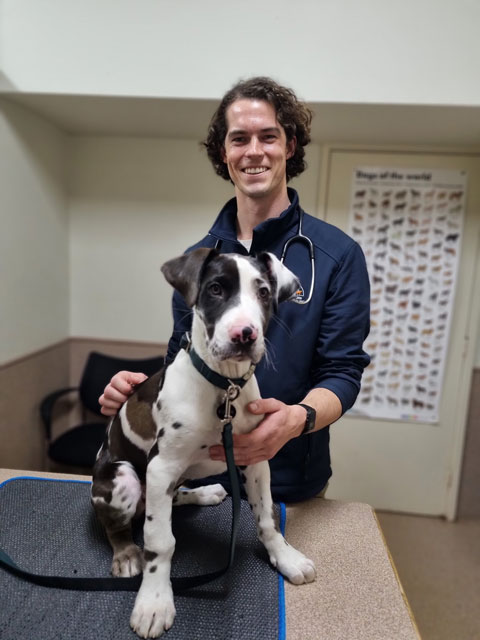 Bannockburn Vet - Frances Head Nurse with a Puppy - Vaccinations