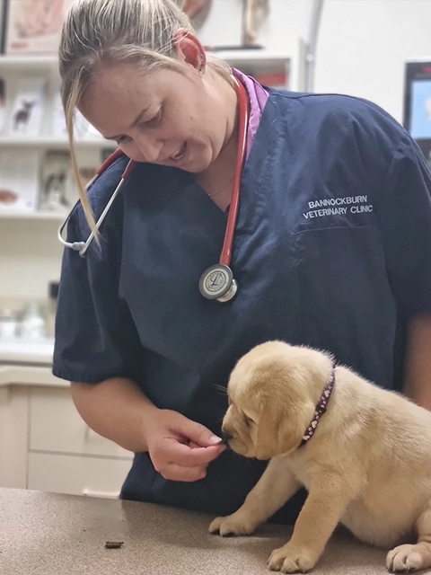 Bannockburn Vet - Annual Health Checks - Dr Kelly with Puppy