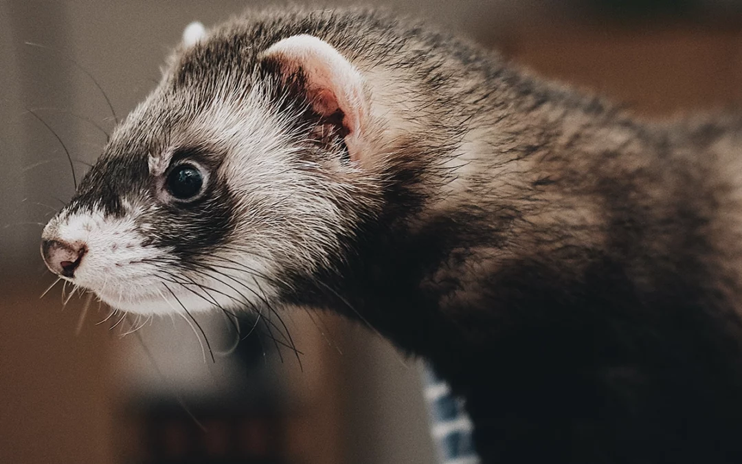 Exotic and Pocket Pets