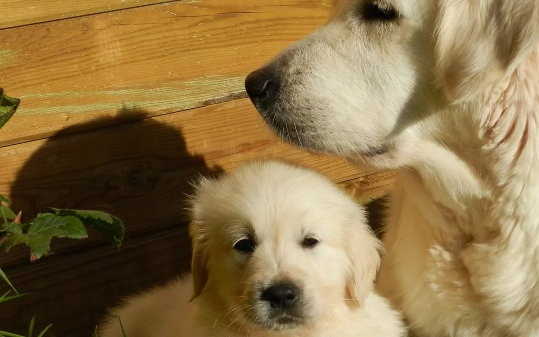 Artificial Insemination