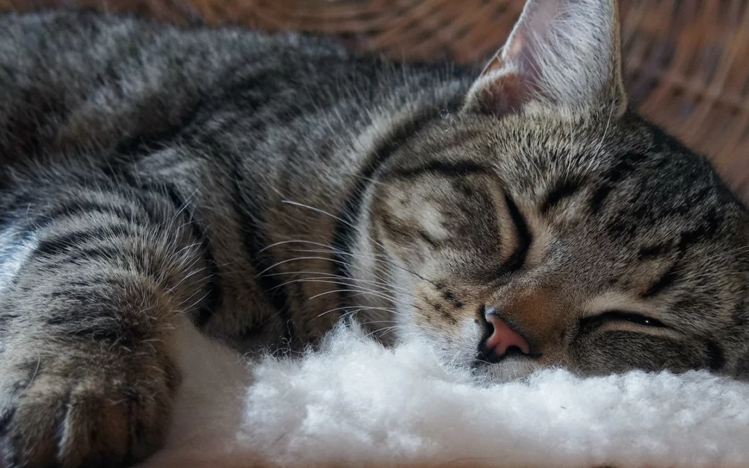 Pain Control & Anaesthetic Safety